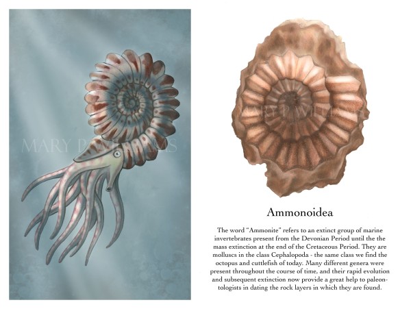 Ammonite Pages for Blog