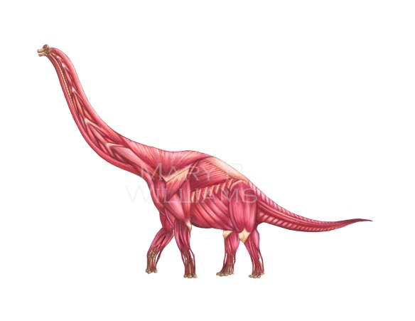 Brachiosaurus Muscle for Blog