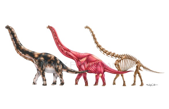 Brachiosaurus Reconstruction for Blog