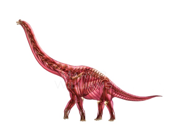 Brachiosaurus Skeleton and Muscle for Blog