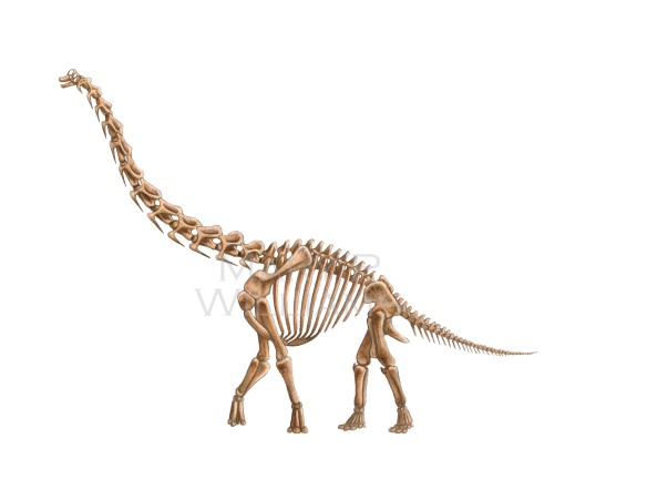 Brachiosaurus Skeleton for Blog