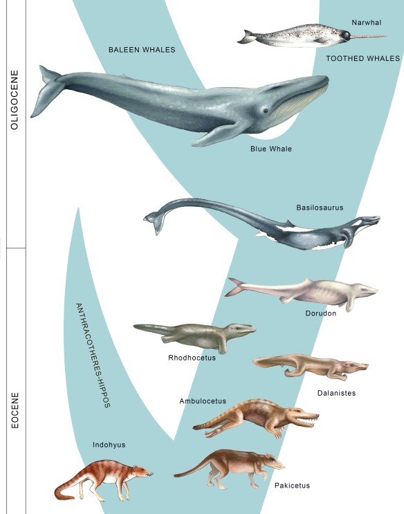 Whale Phylogeny Final